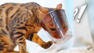 Cat's Head is Stuck in Cup!ㅣDino cat