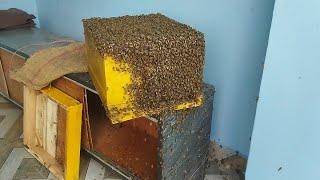 Easily set up bee colony.#apisceranaindica #beekeeping #mandi (HP)