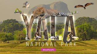 Why Visit Yala National Park? 