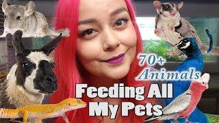 Feeding All My Pets, Over 70 Animals | Daily Feeding Routine