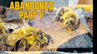 Did the 3 Abandoned Beehives Survive Winter? | The Results are In!