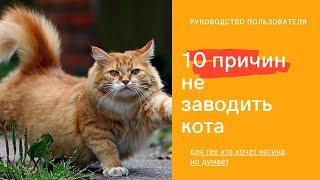 10 причин не заводить кота