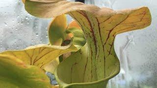 SARRACENIA  MINI BOGS IN THE NEW TEMPERATE CARNIVOROUS PLANT GREENHOUSE
