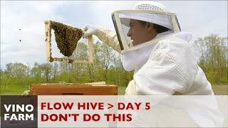 Flow Hive - Bee keeper FAIL (Lessons Learned) - Day 5