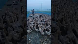 Nice duck farm & cute ducks lay lots of eggs #duck #farm #egg #shorts