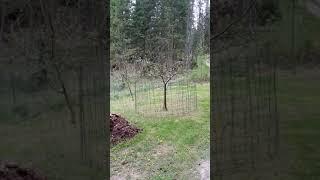 Simple deer fencing for fruit trees