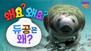 인어공주가 살아있다? 인어를 닮은 듀공!ㅣ듀공은 왜?ㅣ왜요? 왜요? 궁금할 만두ㅣKBS 241114 방송