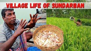 SUNDARBAN Village life | Sundarban Fishing | Bengal Village | India Village | Living in Sundarban