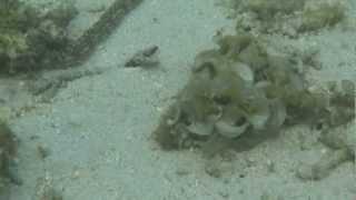 Snorkeling, Flic en Flac, Feb 2013 (Part 2)