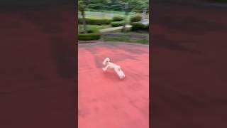 아무도 없는 새벽 산책 #강아지 #토이푸들 #강아지브이로그 #반려견 #강아지일상 #poodle #산책