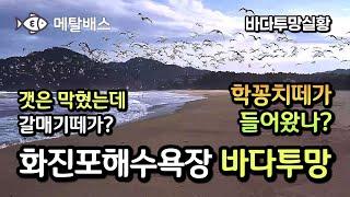 멸치떼나 학꽁치떼가 들어왔나? 갈매기들이 바글바글하네요. 바다투망성지 고성 동해바다 화진포해수욕장 갯터짐 상황,고성 방가방가 투망달인 #castnet #fishing #pesca