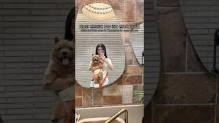 건강미남 마태오 #마태오 #반려견 #반려견일상 #강아지 #강아지브이로그 #doglife