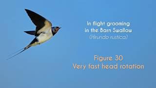 COMMON SWIFT - In flight grooming - FIGURE 30 : Barn Swallow - Very fast head rotation