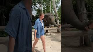 Asian elephant conservation _ Elephant Protection | A Story of Hope and Redemption
