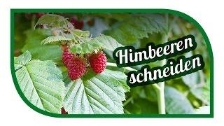 Schnitt von Sommerhimbeeren  Himbeeren schneiden  GARTEN