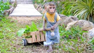 Monkey MiMi Works Hard on the Farm to Earn Her Favorite Popcorn!