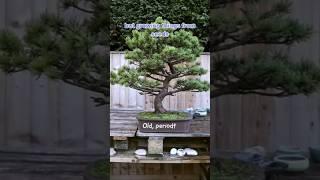 How to grow Bonsai from seed part 1