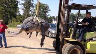 Loading the new Alabama state record gator - unofficial new world record gator. 15' long -1011.