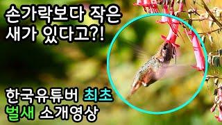 한국에는 벌새가 없습니다. 진짜벌새는 이렇게 생겼습니다!