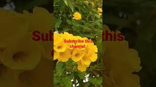 #Ankit