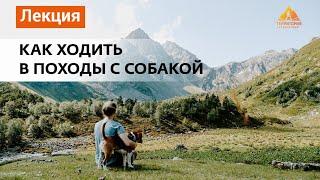 Как ходить в походы с собакой