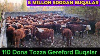 8 Millon 500dan Gereford Buqalar Arzonchi Nurmuhammad Akadan Katta Aksiya 9-noyabr, 2024