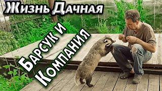 Жизнь Дачная. Барсук и компания