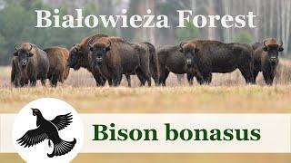 European bison (Bison bonasus) from Białowieża Forest | Poland