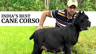 India's best CANE CORSO with CASANOVA bloodline