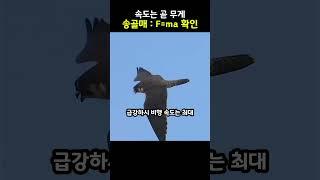 날라다니는 퍽치기 장인 #동물 #shorts