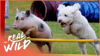 The World's Smallest Animals | Super Tiny Animals