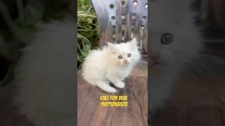 White persian available #youtubeshorts #shorts #persiancatseller #cats