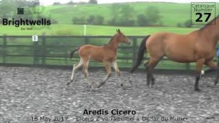 LOT 27   Aredis Cicero Cicero Z x Dolar du Murrier