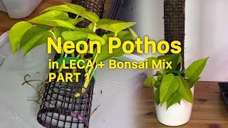 How To Grow Pothos In Leca Bonsai Mix (with Moss Pole) : PART 1