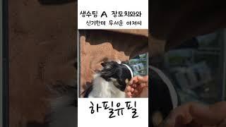 매일 차타고 다니는 강아지 1탄 #dog #chiwawa #shorts
