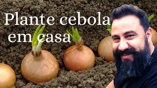 Como plantar cebola passo a passo! colheita farta!