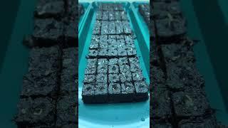 Secret to short stocky amaranth seedlings.