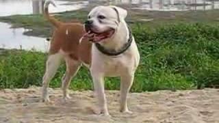 AMERICAN BULLDOG Доменик