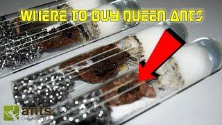 Where to Buy Queen Ants | Getting Started in Ant Keeping 101