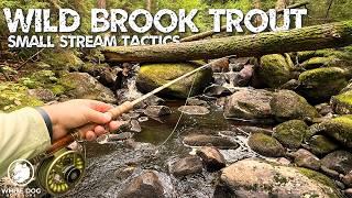 Find Wild Brook Trout - Small Stream Tactics