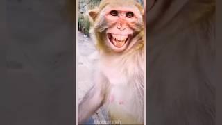 Funny Donkey video and Monkey laughing 2023 #donkey #monkey #shorts