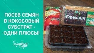 Рассада на 5+! Посев семян растений в кокосовый субстрат.  Одни плюсы!