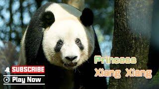 【Life Of Returnee Pandas】Episode 10 Princess Xiang Xiang’s Snack Time | iPanda