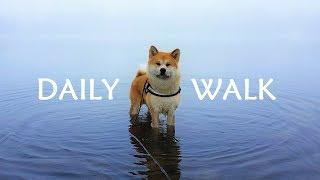 AKITA INU - A Daily Walk | 秋田犬