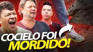 COCIELO FOI MORDIDO PELO JAVALI DO RICHARD! | A CASA DOS BICHOS