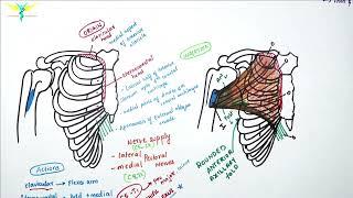 Pectoralis Major Muscle | Origin | Insertion | Nerve supply | Actions.