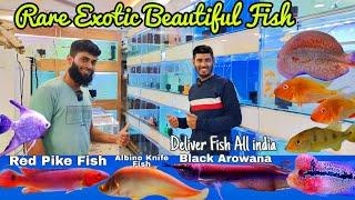 Shaz Aquatics Rare Monsters Exotic Fish with prices | Deliver Fish All india