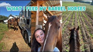 WHAT I FEED MY BARREL HORSES: afternoon barn chores, feeding time, + life update