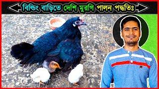 বিল্ডিং বাড়িতে  দেশি মুরগি লালন পালন পদ্ধতি  all information about deshi chicken nurturing  Jactok