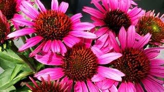 Best Perennials - Echinacea Fatal Attraction (Coneflower)